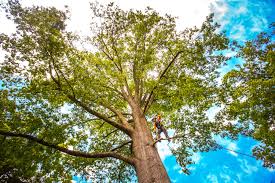 Best Tree Maintenance Programs  in Genesee, ID