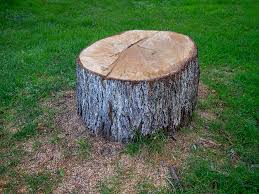 Best Tree Health Inspection  in Genesee, ID