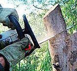  Genesee, ID Tree Services Pros