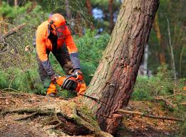 Best Lawn Disease Treatment  in Genesee, ID