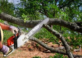 Best Fruit Tree Pruning  in Genesee, ID