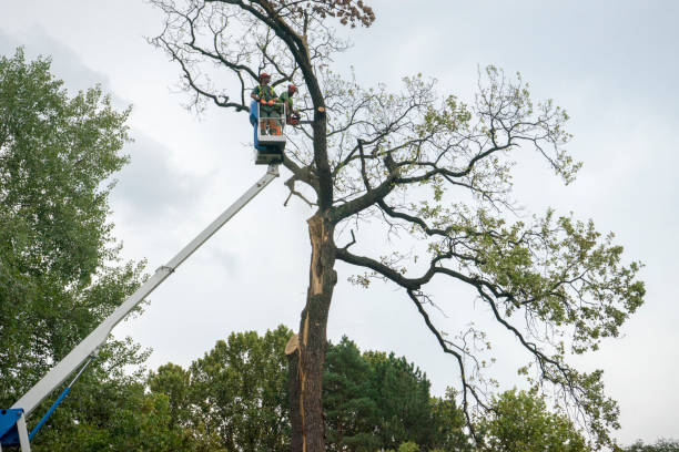 Best Fruit Tree Pruning  in Genesee, ID