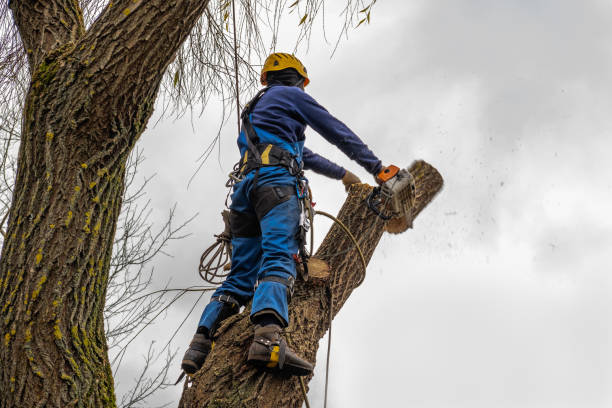 Best Tree Risk Assessment  in Genesee, ID