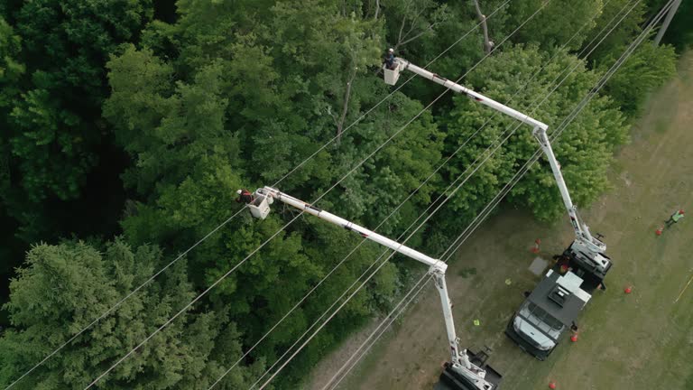 Best Emergency Tree Removal  in Genesee, ID
