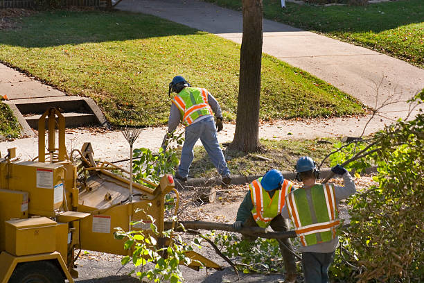 Best Palm Tree Trimming  in Genesee, ID