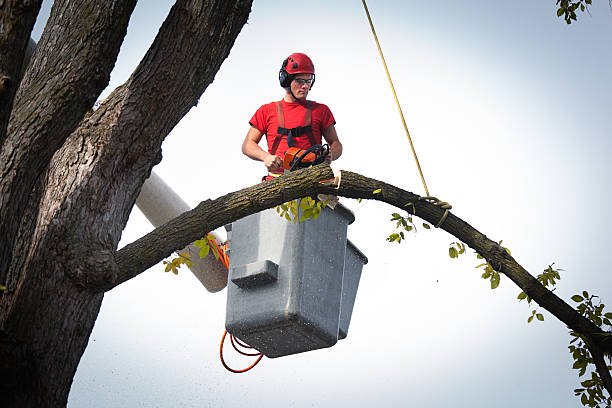 Best Tree Removal  in Genesee, ID